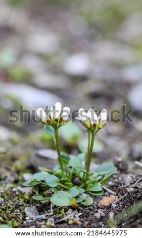 Small alpine buttercress flowering in summer  Royalty-Free Stock Photo #2184645975