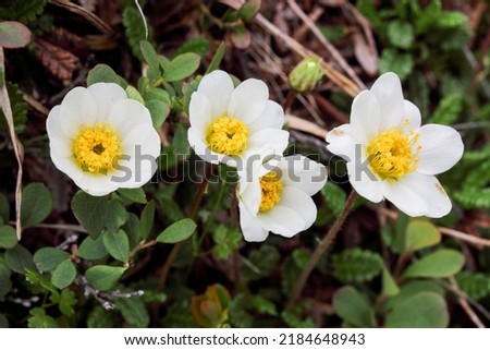 Flowering mountain avens on The fell  Royalty-Free Stock Photo #2184648943
