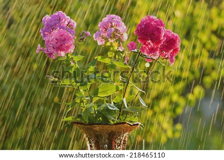 Summer rain and phlox.  This picture is taken in the garden at sunset with backlighting.