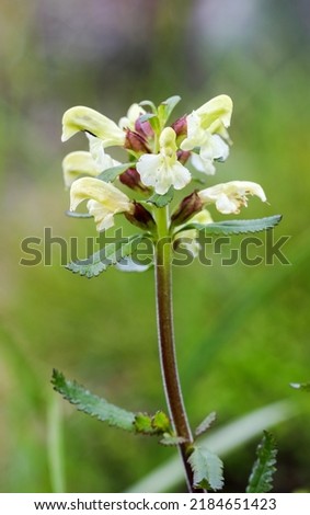 Yellow Lapland lousewort flowering in summer  Royalty-Free Stock Photo #2184651423