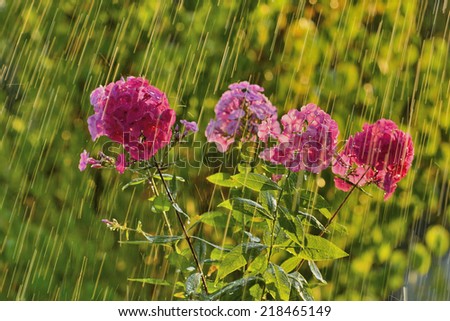 Summer rain and phlox.  This picture is taken in the garden at sunset with backlighting.