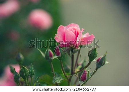 Rosebud fresh rose on a rose bush in a botanical garden, park in spring, summer. Flowering buds. Floriculture, growing flowers, plants care concept. Fragrant flower for perfumery, cosmetics production Royalty-Free Stock Photo #2184652797