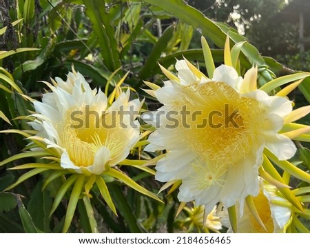 white dragon fruit flowers large, long, stacked petals  bloom at night
