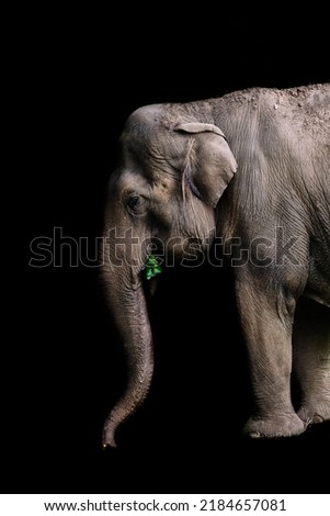 African elephant eating leaves isolated on a black background. Close up of an elephant on a black background
