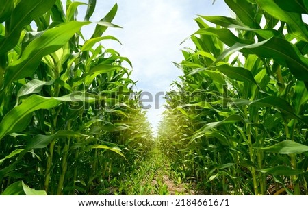 Young corn plantation growing up. Royalty-Free Stock Photo #2184661671