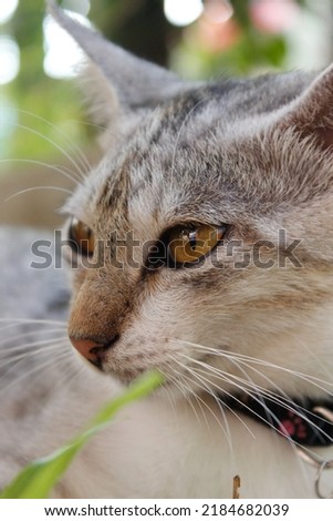 close up picture of a white striped cat relaxing