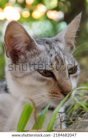 close up picture of a white striped cat relaxing