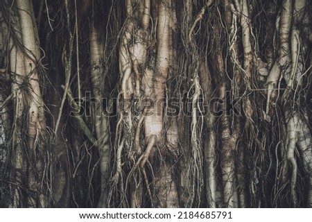 Roots of banyan tree in Thailand's forests