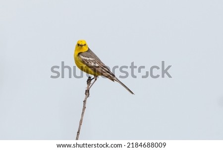 Citrine Wagtail - male bird at a wetland in spring Royalty-Free Stock Photo #2184688009