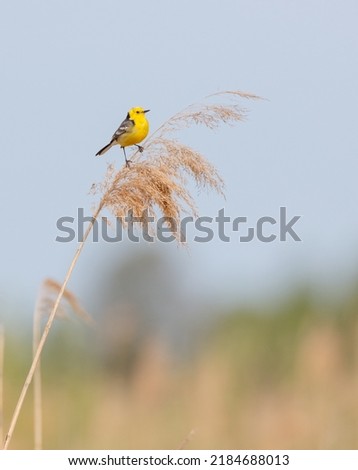 Citrine Wagtail - male bird at a wetland in spring Royalty-Free Stock Photo #2184688013