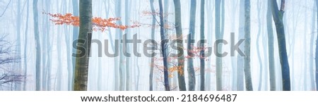 Mighty beech tree silhouettes in a misty autumn forest in Lorraine, France. Golden light, fog. Picturesque panoramic view. Atmospheric autumn landscape. Eco tourism, environmental conservation, nature
