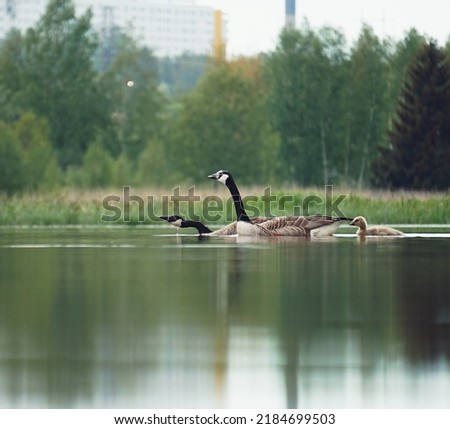A family of geese swimming in a lake