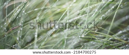 Green grass with dew and raindrops, texture, close-up. Abstract natural pattern. Graphic resources, macro photography, concept art, tranquility, pure nature concepts
