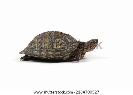 Ornate Wood Turtle closeup from side view, Ornate Wood Turtle "Glyptemys insculpta" closeup on isolated background Royalty-Free Stock Photo #2184700527