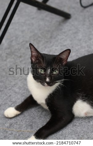 Jambi, Indonesia may 25, 2021: a black and white male cat