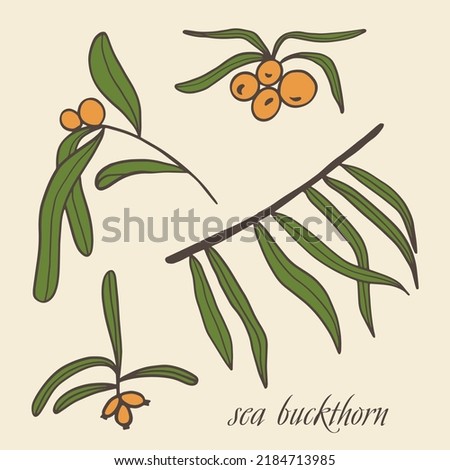 Vector illustration collection of sea buckthorn. Sketch of berries and leaves, drawing on a white background.