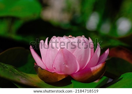 Macro close up shot of beautiful pink water lily blooming in summer.Concept peace of mind, zen, buddhism. Copy space for texts background.