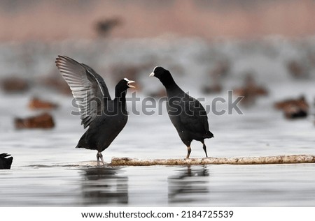 common coots are very friendly birds 