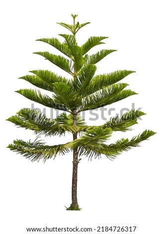 isolated single Norfolk island pine tree on white background with clipping path