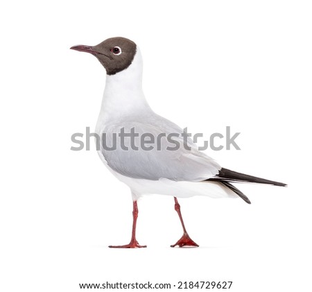 Adult summer plumage, black-headed gull, Chroicocephalus ridibundus, isolated on white Royalty-Free Stock Photo #2184729627