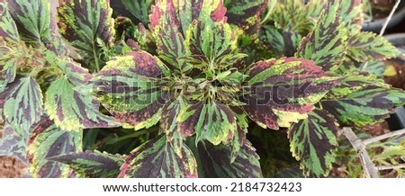 close-up of the leaves coleus plant. isolated in the blurred background.