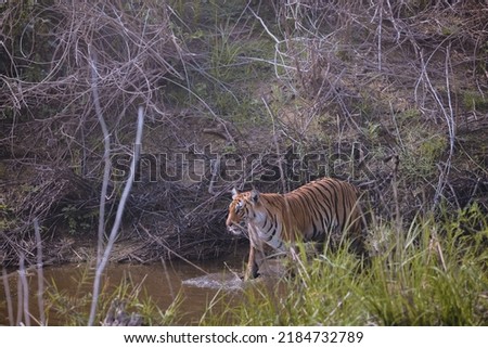 Royal Bengal Tiger from Corbett National Park