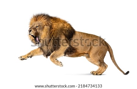 Male adult lion, Panthera leo, leaping mouth open, isolated on white Royalty-Free Stock Photo #2184734133