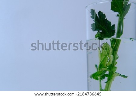 white flowers in white vase. white chrysanthemum in vase. purple Background with flowers. Background with white chrysanthemum .