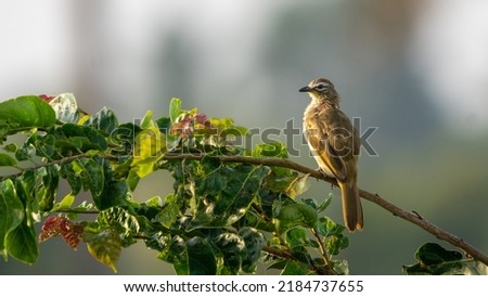 white-browed bulbul (Pycnonotus luteolus) perched on a branch Royalty-Free Stock Photo #2184737655