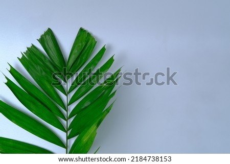 plant leaves on white background, copy space	