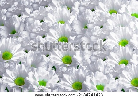 Banner on abstract background with flowers	