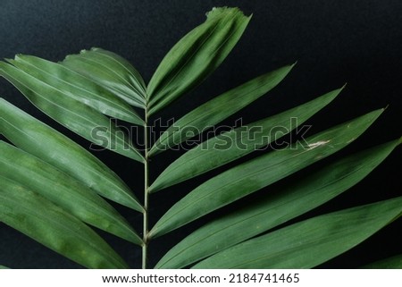plant leaves on black background, copy space.