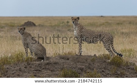 Cheetah Siblings Hunting in the Wild