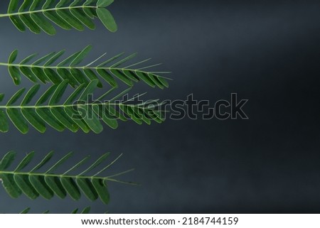 green plant on black background	