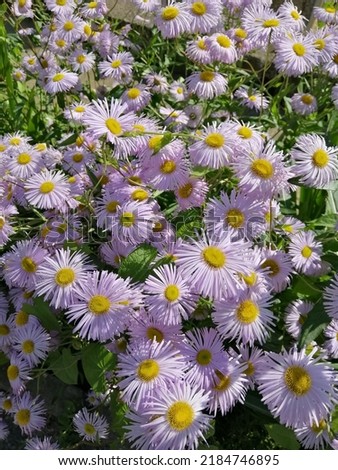 beautiful lavender, purple flowers similar to asters, daisies like yellow baskets with cute petals. Blooming Erigeron Azur Beauty. Nature desktop wallpaper Royalty-Free Stock Photo #2184746895