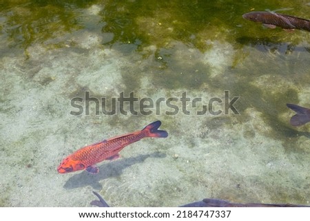 pond with koi fish in summer