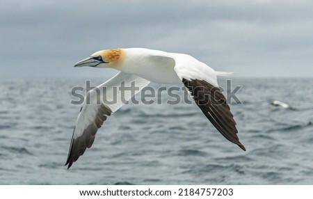 Northern gannets in various flying, diving, and flying positions Royalty-Free Stock Photo #2184757203
