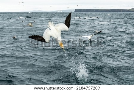 Northern gannets in various flying, diving, and flying positions Royalty-Free Stock Photo #2184757209