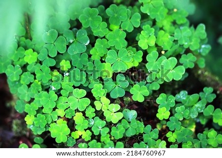 Background from plant clover four leaf. Irish traditional symbol. St.Patrick Day.