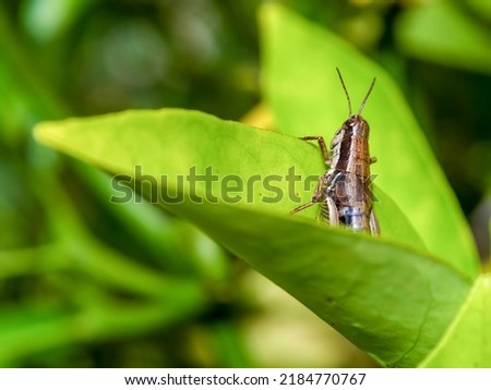 Macro photography of a brown grasshopper on a leaf, captured in a forest near the colonial town of Villa de Leyva, in central Colombia.