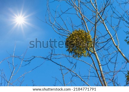 alone dry tree branch with mistletoe bunch on sunny sky background
