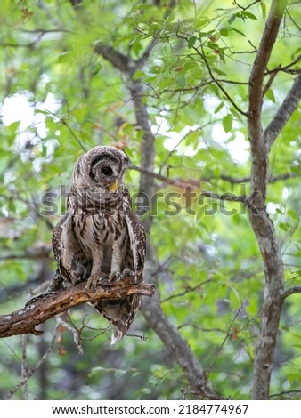 Barred Texas Owl on Branch