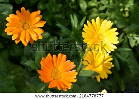 Yellow flowers of Calendula officinalis close-up. Yellow flowers close-up macrophotography. Fresh spring nature background. 