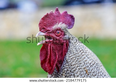 Crowing rooster on backyard, rural scene. 