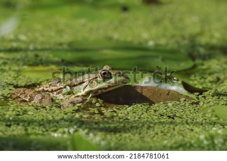 Marsh frog (Pelophylax ridibundus) is a species of water frog native to Europe and parts of western Asia. Marsh frog. Royalty-Free Stock Photo #2184781061