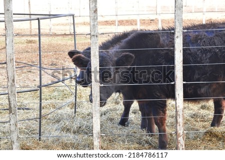 wooden doors of a cow corral