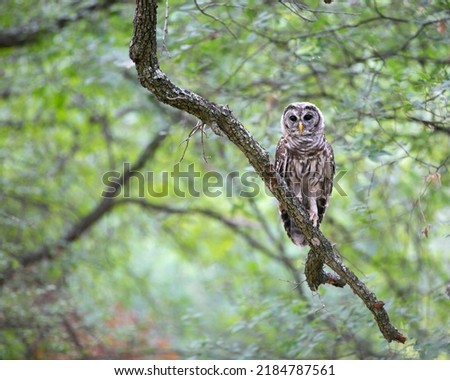 Young Barred Owl in the Woods Texas 