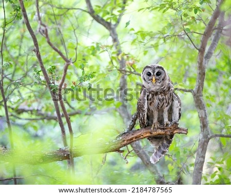 Young Barred Owl in the Woods Texas 