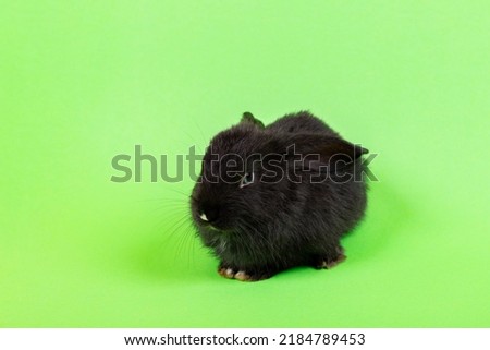 One little black rabbit isolated on green chroma key background. Hare is a symbol of 2023 year by an eastern calendar. Cute fun pet. Holiday gift for Christmas, New Year or Easter. Copy space. Banner.