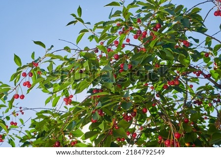 Ripe cherries on a harvest of a fruitful tree, close-up shot Royalty-Free Stock Photo #2184792549